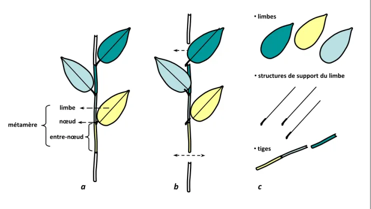 Figure 20: Représentations schématiques de ( a ) O·RUJDQLVDWLRQ G·XQ métamère (phyllotaxie alterne), ( b ) du prélèvement de 3 métamères et de ( c ) la séparation des organes en trois compartiments