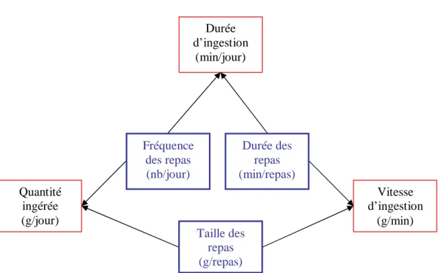 Figure  2.  Relations  entre  les  six  paramètres  définissant  l’ingestion.  Les  paramètres  en  bleu  concernent  les  repas,  les  paramètres  en  rouge  concernent  l’ingestion  journalière  (Nielsen,  1999)