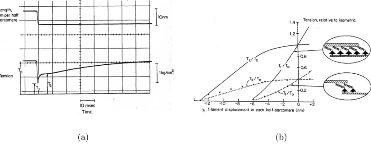Figure 1.14: F ast reovery experiments. (a) A rapid small shortening is applied to the musle