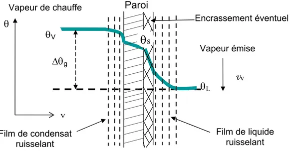 Figure 2: Profil de température en régime stationnaire, dans un évaporateur flot  tombant, entre la vapeur de chauffe (θ v ) jusqu’au liquide en ébullition (θ L )