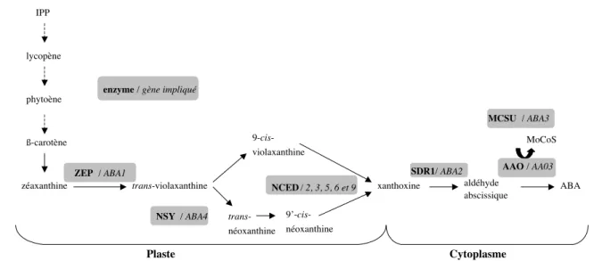 Fig. 1.2 – Biosynthèse de l’ABA, d’après Wasilewska et al. (2008) ; pour les étapes à partir de la zéaxanthine les enzymes et les gènes impliqués chez Arabidopsis thaliana sont indiqués