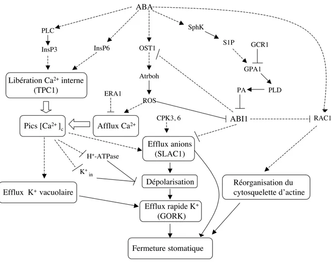 Fig. 1.3 – Schéma de la signalisation et des mécanismes de la fermeture stomatique en réponse à l’ABA, modifié d’après Li et al