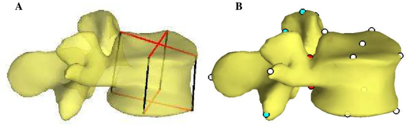 Figure 20 : Modèle paramétré de vertèbre défini par 8 dimensions caractéristiques du corps vertébral (A)  et par les coordonnées de 21 points 3D anatomiques (B)