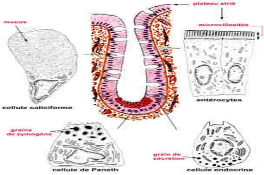 Figure 6: L’épithélium de recouvrement de l’intestin grêle [73] 