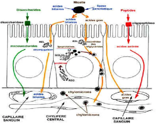 Figure 7: Fonction de la cellule épithéliale [73] 