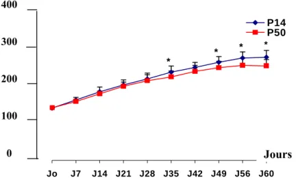Figure 12 : Evolution du poids corporel des rats  nourris au P14%PLT et des rats nourris au  P50%PLT ad libitum pendant toute l’expérience