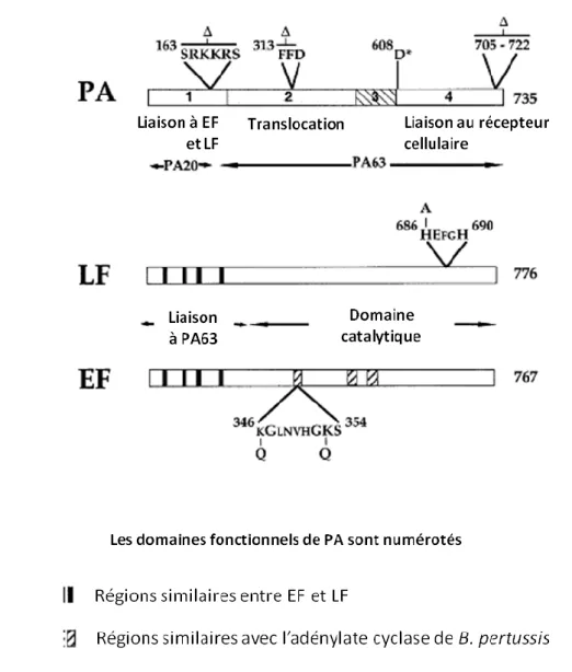 Figure 8: Organisation structurale des toxines protéiques de B. anthracis (Brossier et Mock, 2001)  PA : Antigène Protecteur 