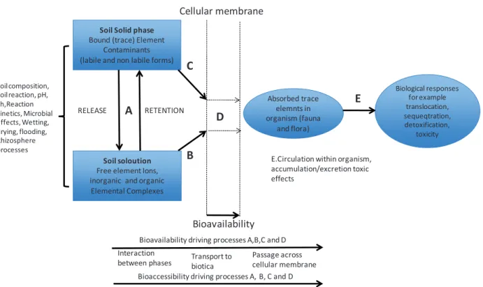 Figure  1.3:  Bioavailability  processes  of  soil  trace  metal  partitioning  between  soil  solid  and  solution  phases  including  speciation  in  soil  solution  an  how  they  can  be  influenced  by  soil  properties and environmental conditions