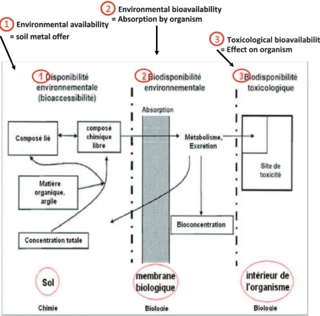 Figure 1.4: Trace metal bioavailability in the soils as described by norm ISO 17402 (ISO ,  2008)