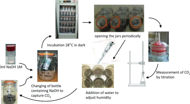 Figure 2.5: Schematic diagram of various steps of CO 2 measurement during soil incubation  and maintenance of soil microcosms
