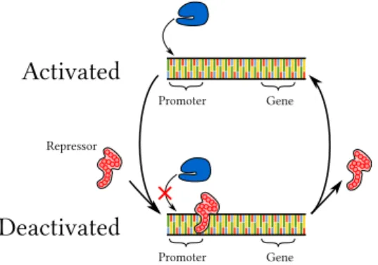 Figure 1.3: Gene activation and deactivation through a repressor.