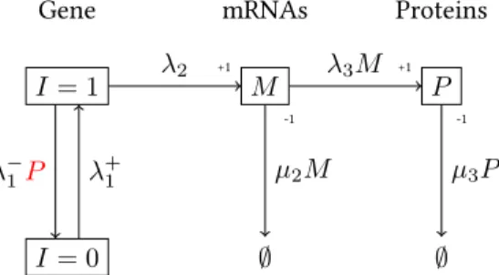 Figure 2.2: hree Stage Model for Protein Production with Autogenous Regulation