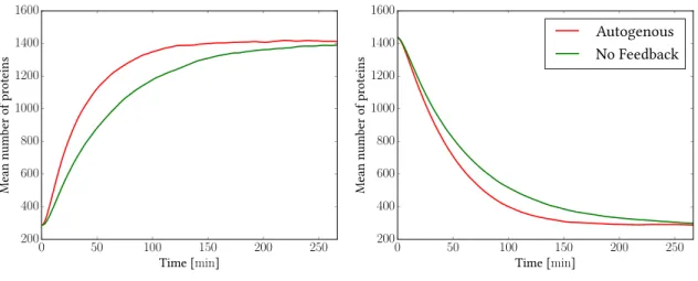 Figure 2.5: Simulations: Evolution of the Mean Number of Proteins