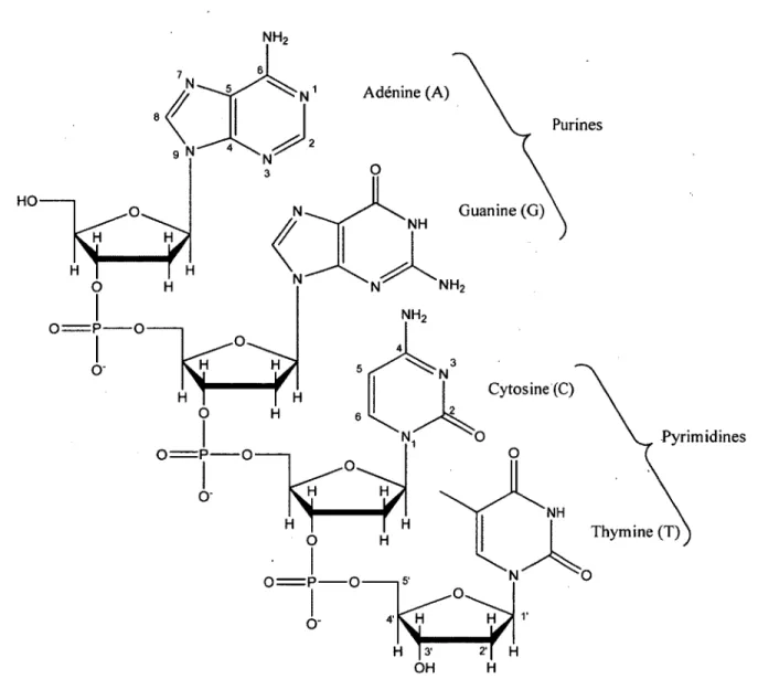 Figure  1.1:  Structure et numérotation des quatre nucléosides formant l’ADN.