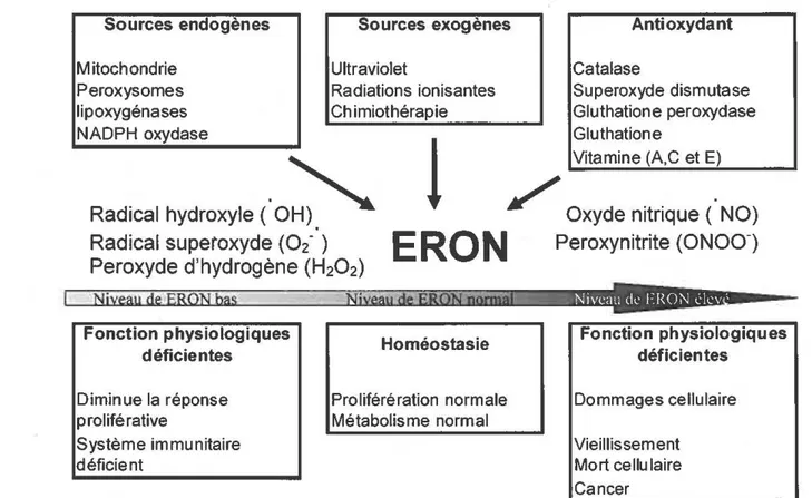 Figure  1.3: Sources cellulaires des espèces réactives de l'oxygène et de l'azote (ERON) et  leurs effets sur les cellules