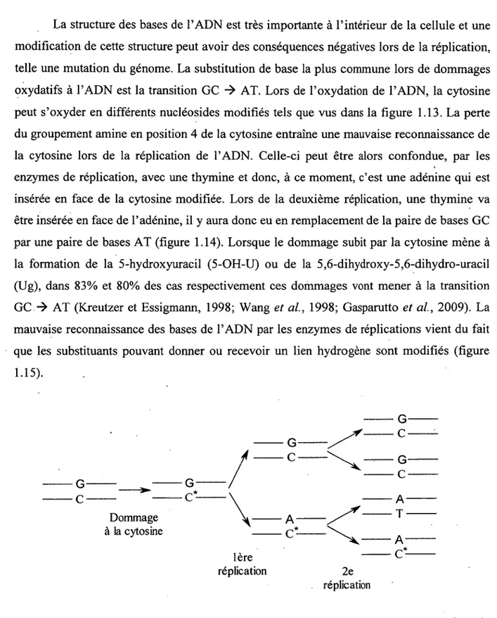 Figure  1.14:  Dommage oxydatif à la cytosine entraînant une transition GC  vers AT  lors de  la réplication de l’ADN.