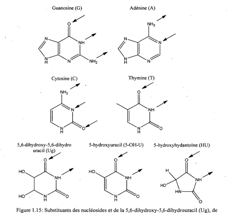 Figure  1.15:  Substituants des nucléosides et de la 5,6-dihydroxy-5,6-dihydrouracil (Ug),  de  la 5-hydroxyuracil (5-OH-U) et de la 5-hydroxyhydantoïne (HU) pouvant être impliqués  dans les liaisons hydrogène