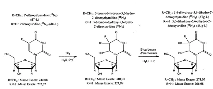 Figure 2.4:  Synthèse de la 5,6-dihydroxy-5,6-dihydro-2’-désoxyuridine (dUg-L) à partir de  la 2’-désoxyuridine (dU-L) et de la 5,6-dihydroxy-5,6-dihydro-2’-désoxythymidine (dTg-  L) à partir de  la thymidine (dT-L).