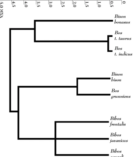 Figure 4.1 Phylogeny of Bovini tribe modified from Hassannin &amp; Ropiquet (2004). 