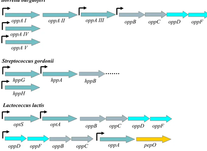 Tableau 3 : Pourcentages d’identité protéique entre les différentes copies d’OppA d’une même espèce bactérienne 65HppH68HppG HppA