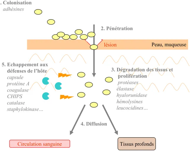 Figure 29: Les différentes étapes d’une infection à Staphylococcus aureus et les  principaux facteurs de virulence associés