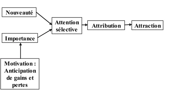 Figure 1.1- Synthèse du modèle de la première rencontre proposé par Berscheid et  Graziano (1979) ImportanceNouveauté AttractionAttention sélectiveAttribution Motivation :  Anticipation  de gains et  pertes