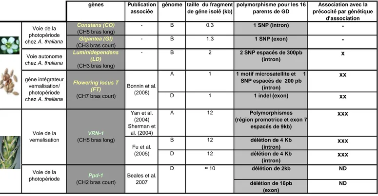Tableau I-1 : Tableau de synthèse rassemblant des marqueurs de gènes candidats disponibles  pour la thèse