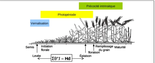 Figure  II-6  :  Décomposition  des  composantes  de la  précocité  de  floraison  chez  le  blé  tendre  (source : Reynolds et al