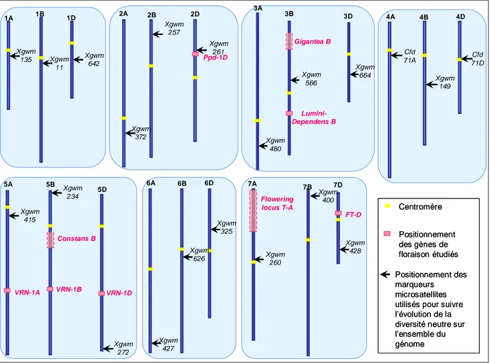Figure  II-7  :  Positionnement  des  20  marqueurs  sur  les  21  chromosomes  du  blé  (d'après  Somers  et  al