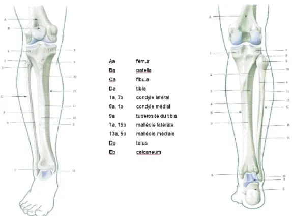 Figure 5- Membre inférieur partie distale. Genou –Tibia-Cheville : a) vue antérieure, b) vue postérieure  (Kamina 2006) 