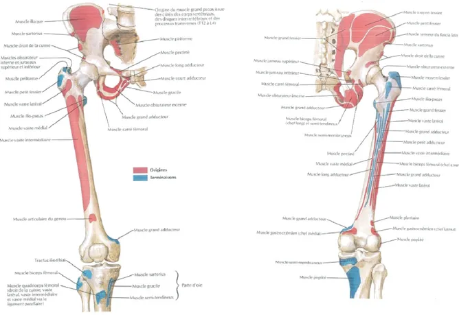 Figure 10- Insertions musculaires des muscles de la cuisse: a) vue de face, b) vue de profil (Netter 2002) 