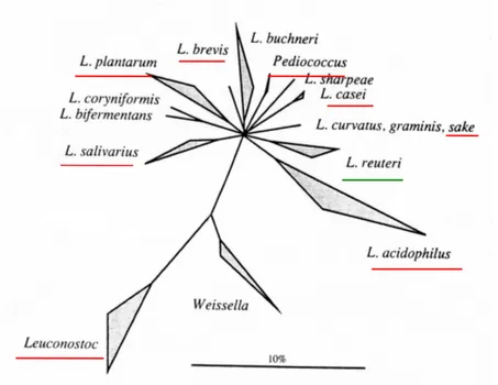 Figure 3 : Arbre phylogénétique des groupes principaux du genre Lactobacillus basé sur  les ARNr 16S