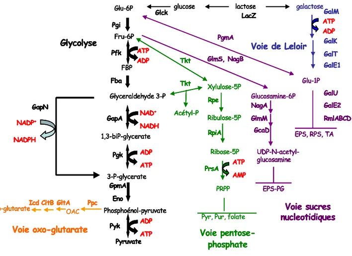 Figure 5. Métabolisme carboné central chez S. thermophilus et  L. bulgaricus (selon Hols 