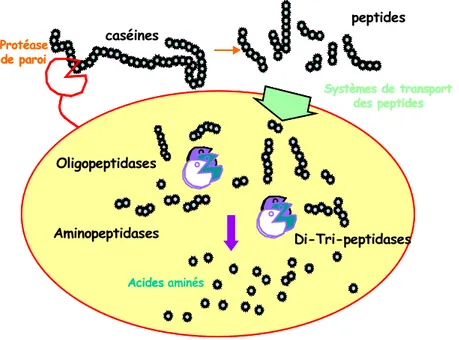 Figure 7. Système protéolytique des bactéries lactiques.  