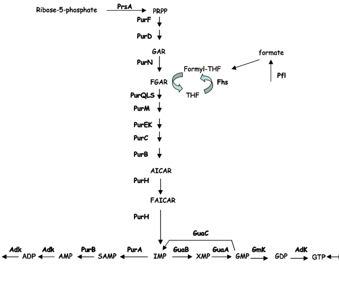 Figure  10.  Voie  de  biosynthèse  des  purines  chez  L.  lactis  adapté  de  Kilstrup  et  al