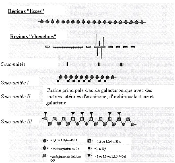 Figure I.2. Schéma récapitulatif de la composition chimique des différentes parties 