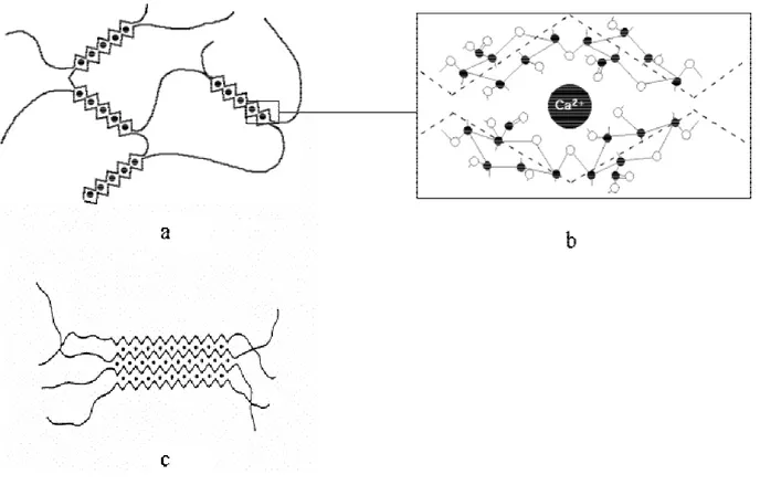 Figure I.3 Représentation schématique de la gélification des pectines LM: (a) les chaînes de 