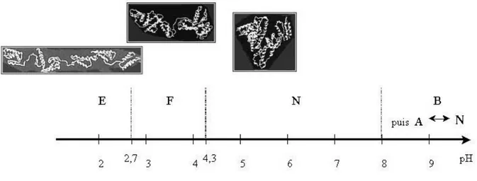 Figure I.7 Conformations de la SAB en fonction du pH. D’après Peters (1975) et Carter &amp; 
