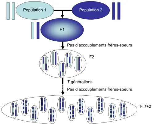 Figure 5 : Schéma d’obtention de lignées d’intercroisement avancé (AIL)