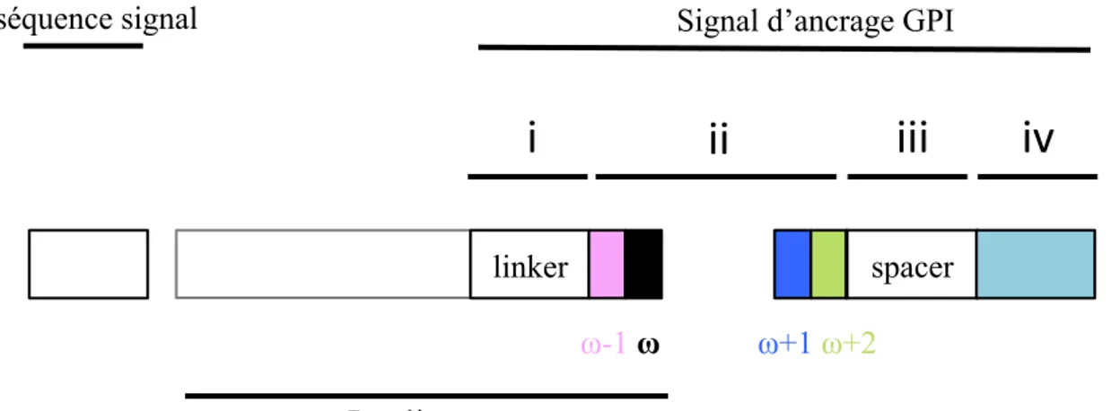 Figure 6 : Schématisation des motifs de prédiction d’un ancrage GPI sur la séquence  primaire des protéines à ancre GPI (d’après B
