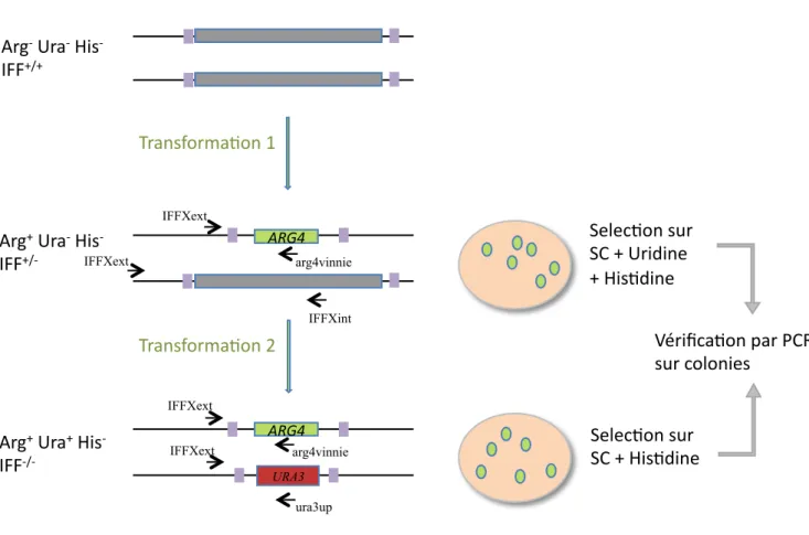 Figure  7  :  Principe  de  la  méthode  de  disruption  PCR  Jumbo.  Les  régions  d’homologie  portées  par  les  cassettes  pour  la  double  recombinaison  homologue  sont  en  bleu