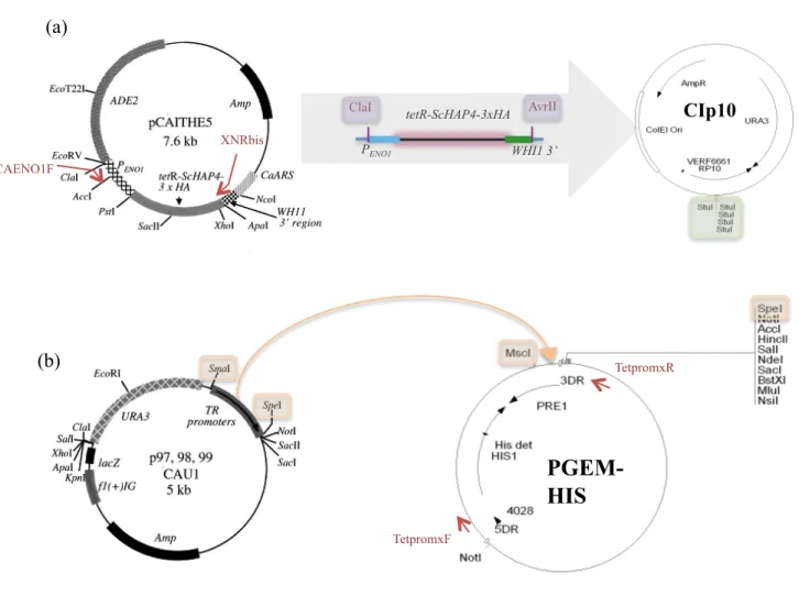 Figure 9 : Clonage du système Tet-Off en deux étapes (Nakayama et al., 2000). (a) Le  plasmide donneur fournit le gène codant l’activateur transcriptionnel qui est extrait par PCR  avec les oligonucléotides PCAENO1F et XNRbis, puis séquencé et inséré dans 