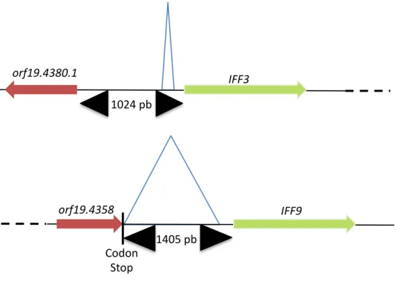 Figure	
  10	
  :	
  Schéma1sa1on	
  de	
  la	
  région	
  promotrice	
  remplacée	
  par	
  le	
  promoteur	
  TR.	
  Les	
   gènes	
  IFF3	
  et	
  IFF9	
  sont	
  portés	
  par	
  le	
  chromosome	
  R.	
  Le	
  triangle	
  bleu	
  représente	
  la	
  z