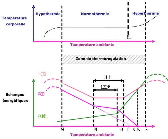 Figure 1. Schéma général de régulation de la température corporelle et de la répartition des 