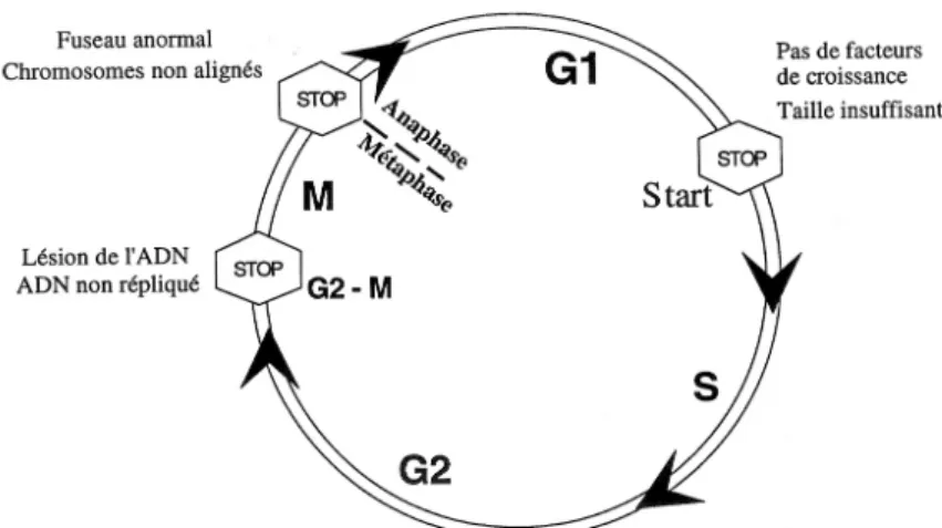 Figure 4 : les principaux points de contrôle du cycle cellulaire mitotique. 