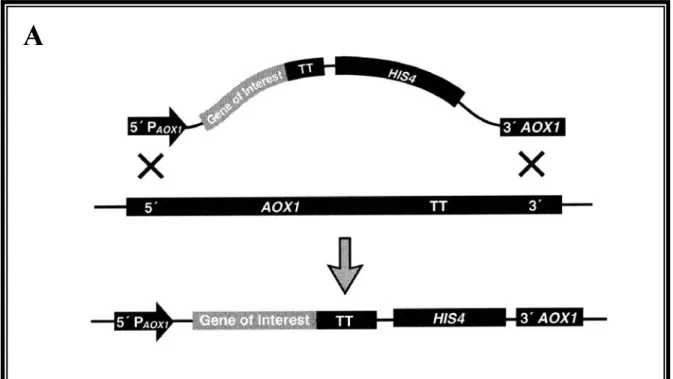 Figure II.6 : Insertion du gène d´intérêt dans le génome de  P. pastoris . 