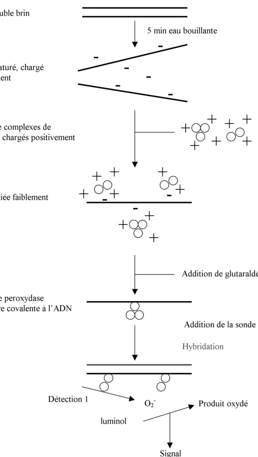 Figure II.8  : principe du kit « ECL direct nucleic acid labelling and detection system » 