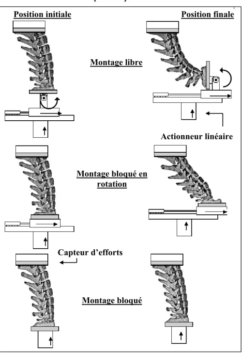 Figure 26 : Dispositif de mise en charge en compression de la colonne cervicale isolée d’après Nightingale [NIG-35]