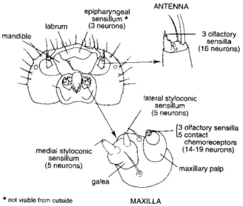 Figure 2-3 Organes sensoriels gustatifs et olfactifs présents sur la capsule céphalique de  larves de lépidoptères (reproduit de Bernays et Chapman, 1994) 