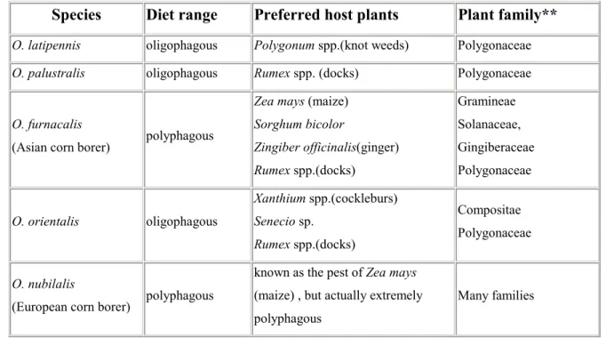 Tableau 3-2 Plantes-hôtes préférées des espèces d’Ostrinia trouvées au Japon (d’après  Ishikawa) 